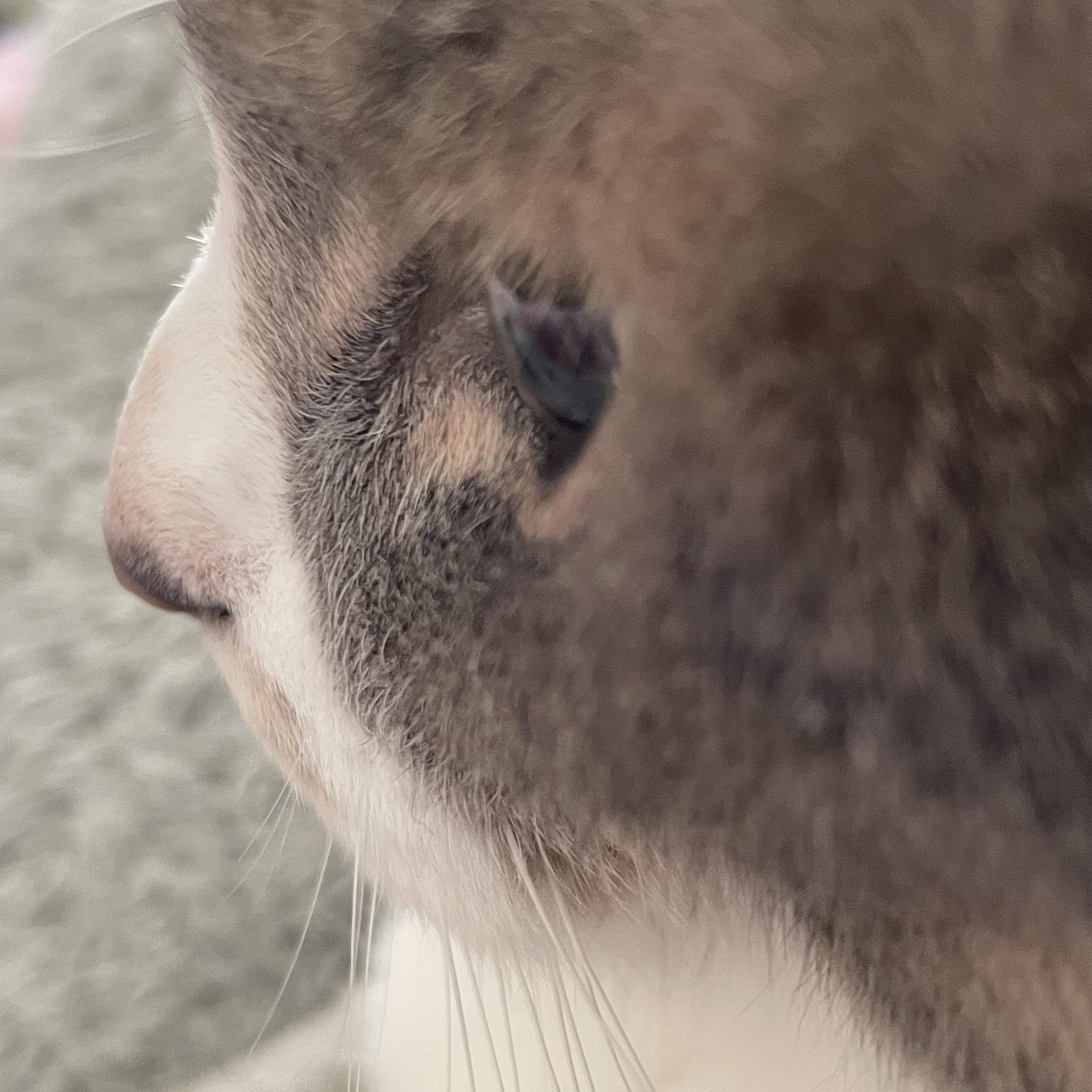 ^ねこ^