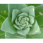 北の小花園 楽天ブログ