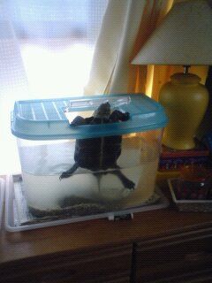 フェアリーロック さんごじゅなす 楽天ブログ フェアリーロック さんごじゅなす 楽天ブログ