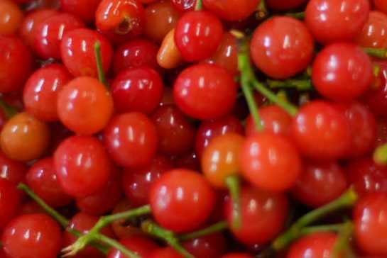 ぴっぴのたまご