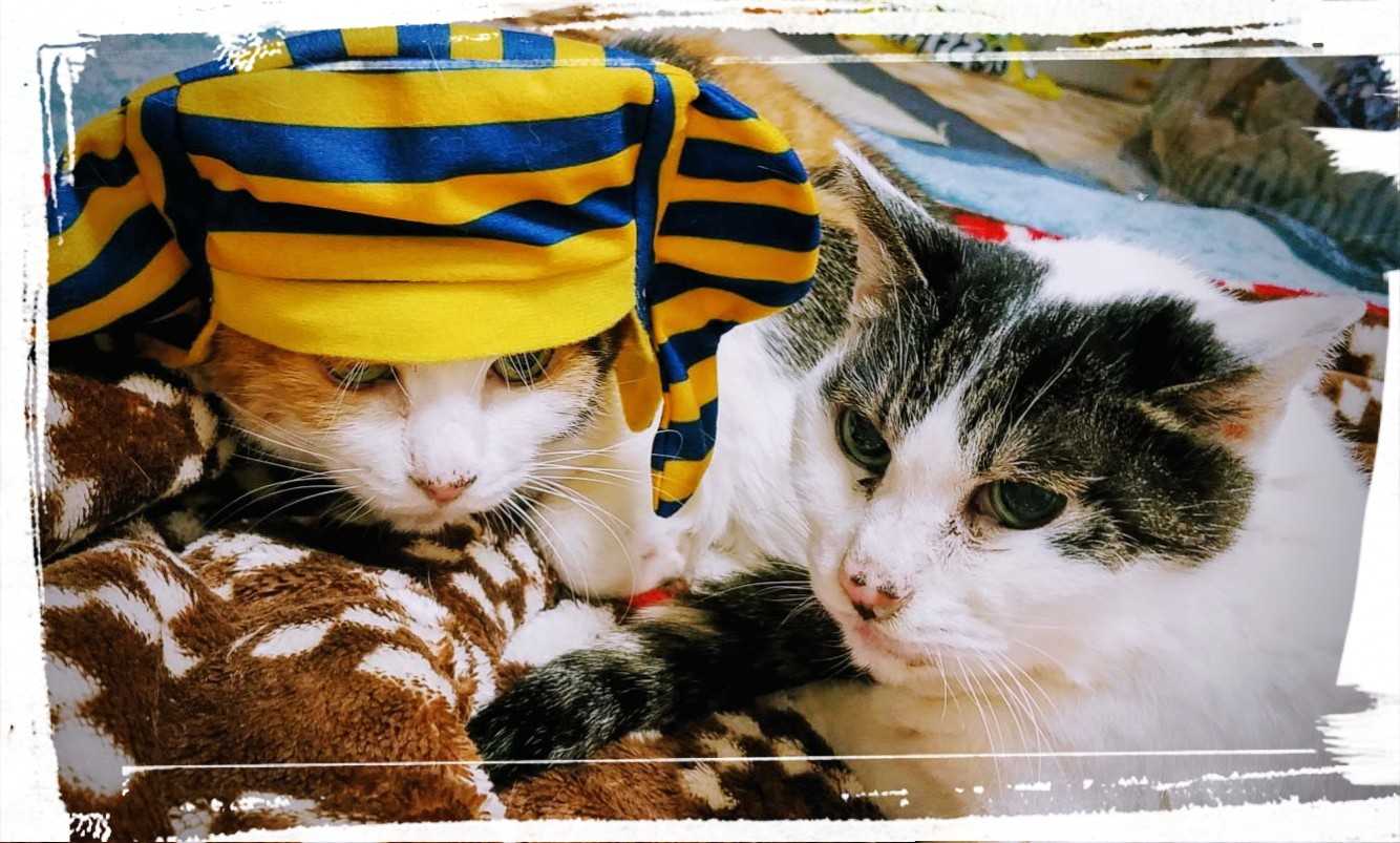 ジジダヤンちゃん