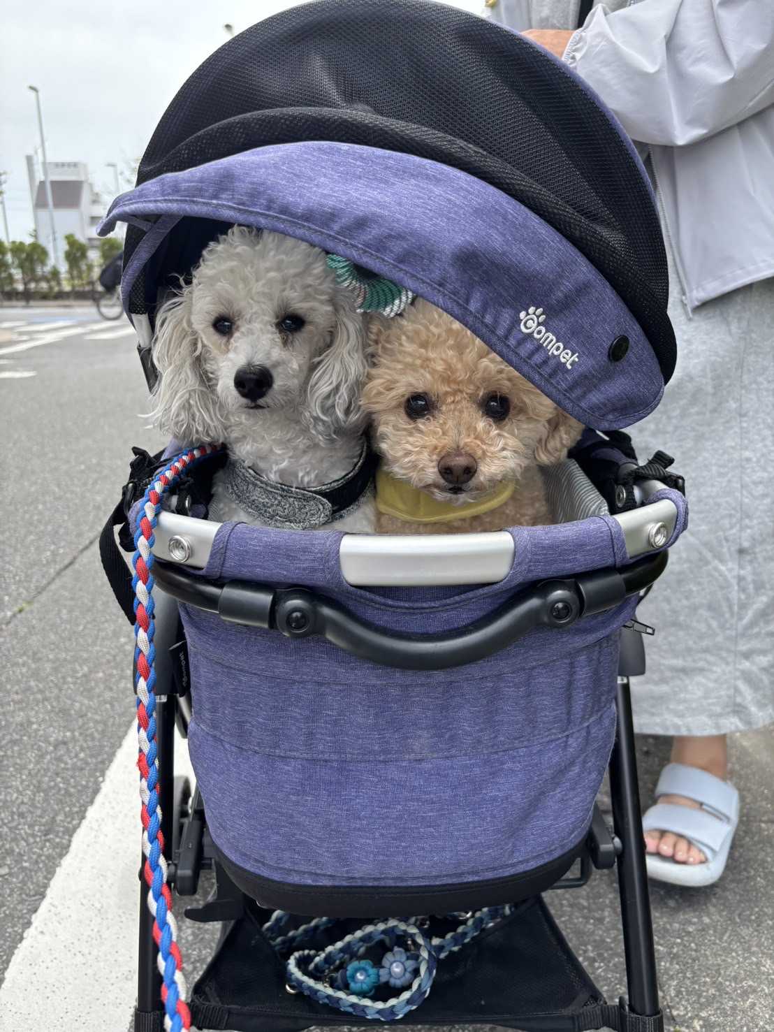 まいのまいな