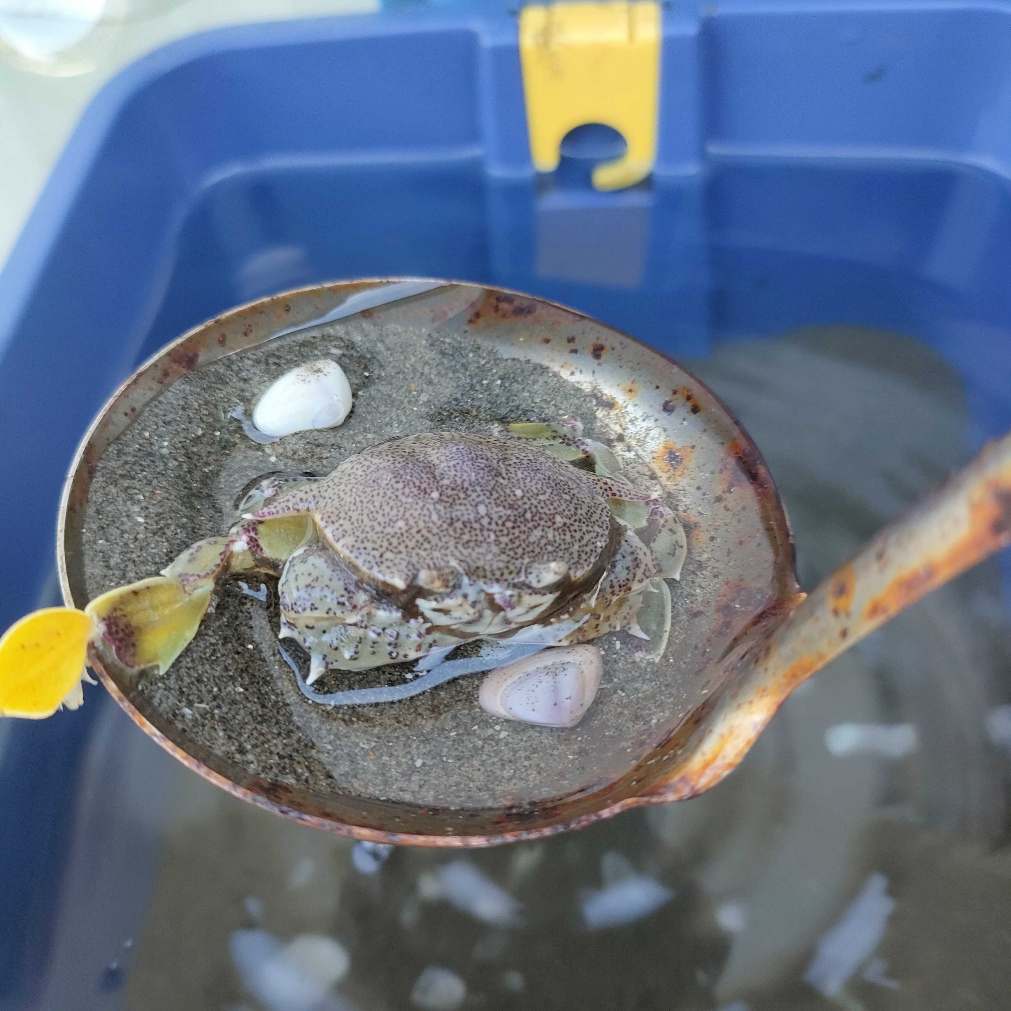 ちゃんぽん丸お