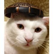 Hiiにゃん
