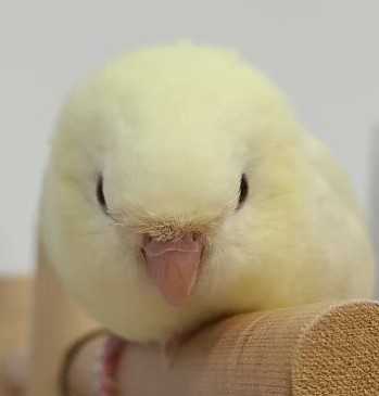 ピヨたまごサンド