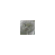 でぶねこ593