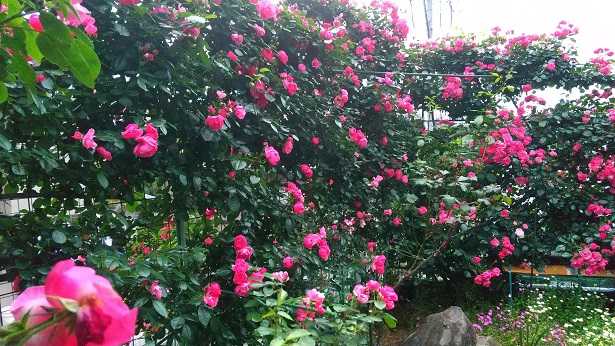 オルテンシアパート２