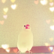 ふみ鳥