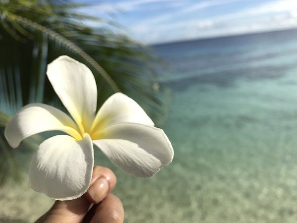 ハトとアカゲラ