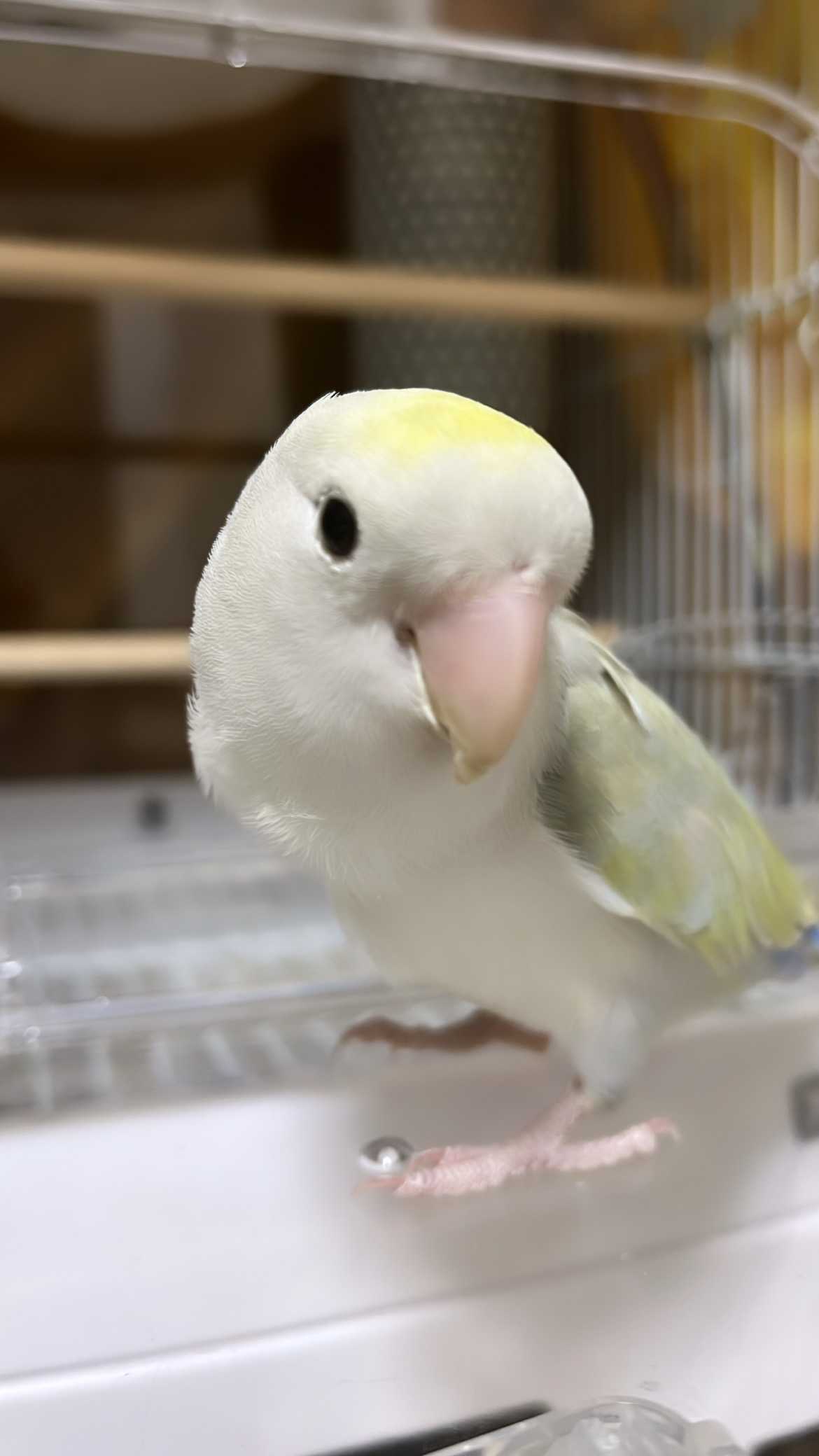 いかのすけ6085