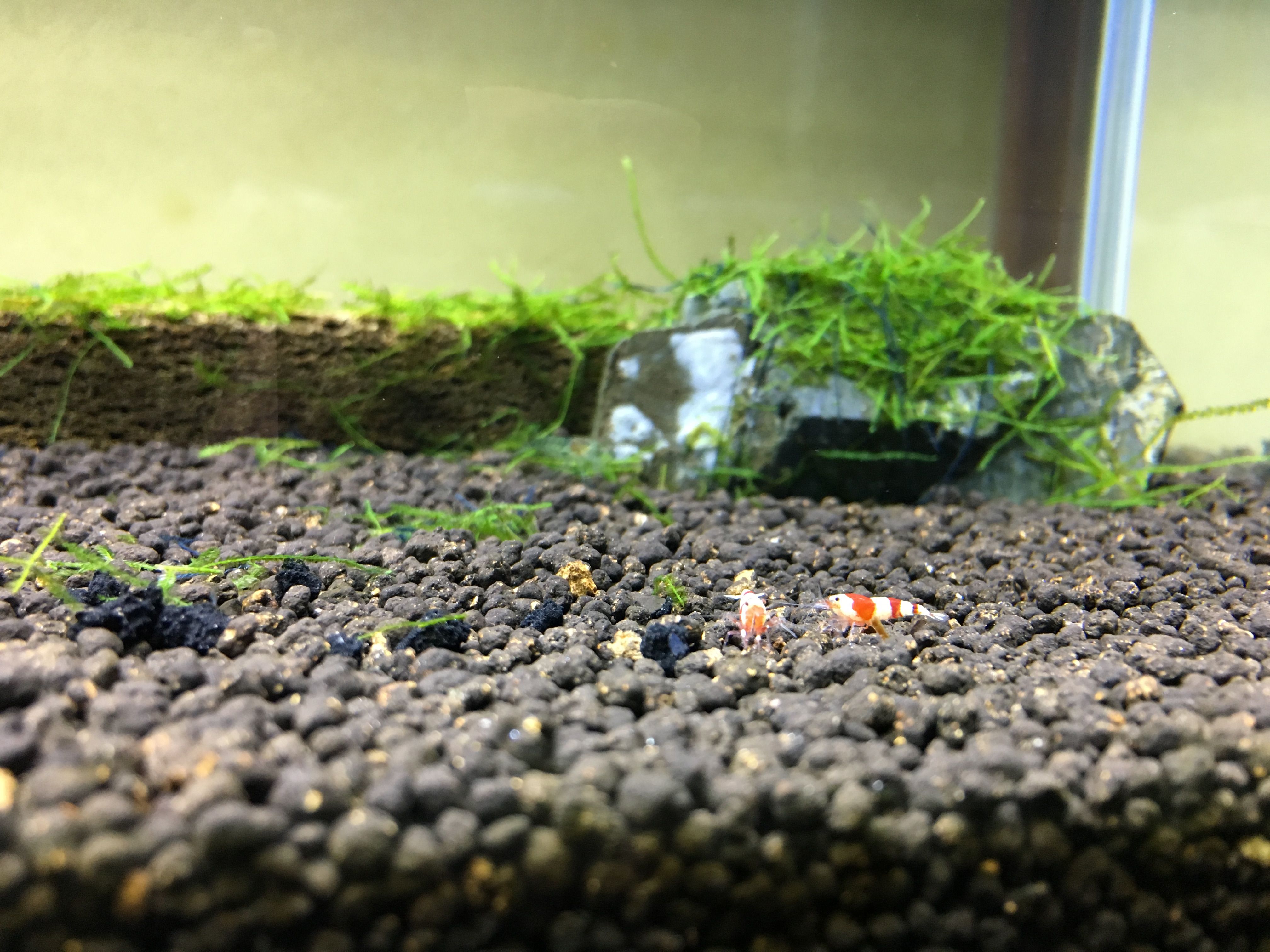 木綿糸 レッドビーシュリンプを飼いたい 楽天ブログ