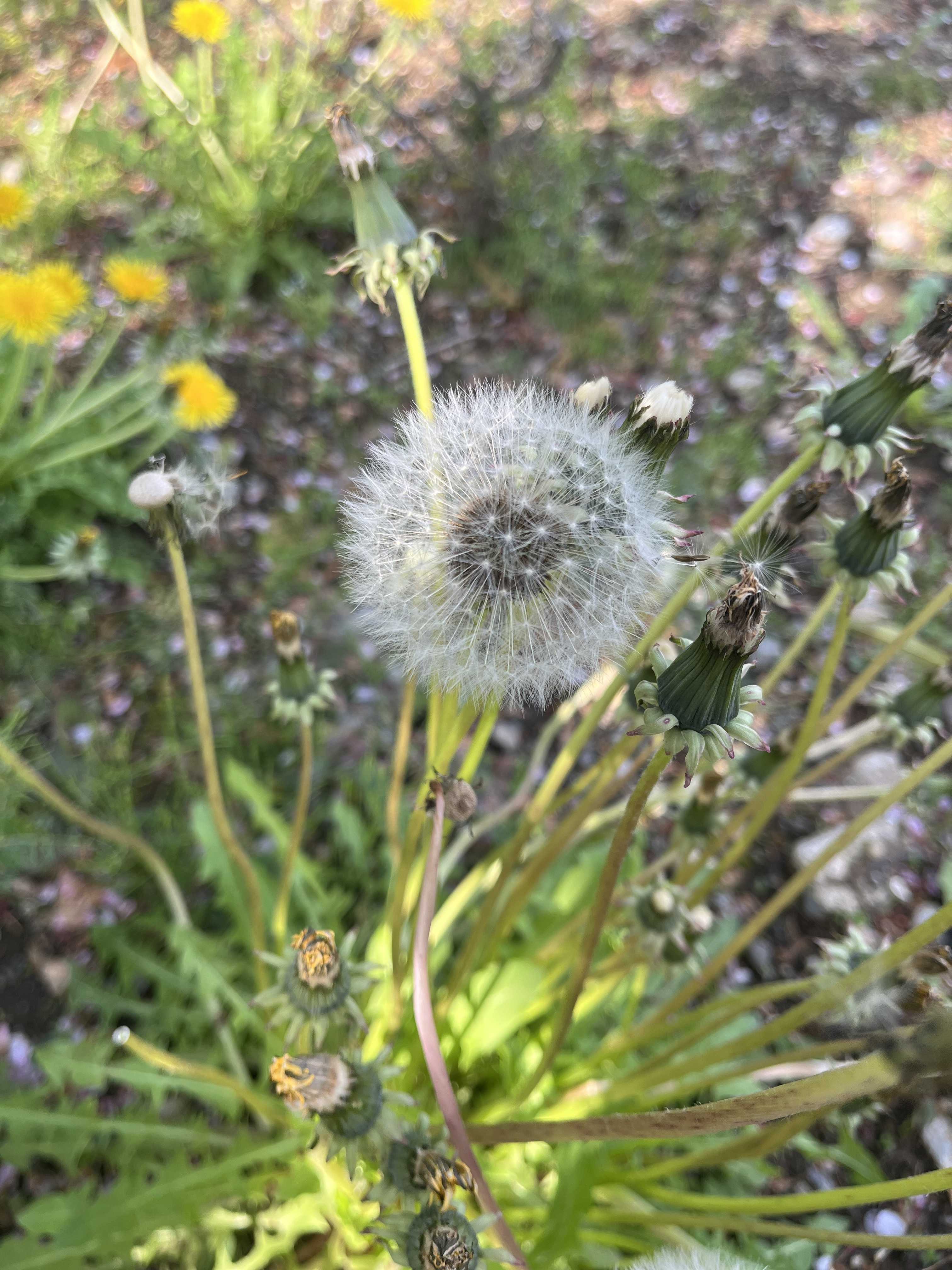 NORACHI