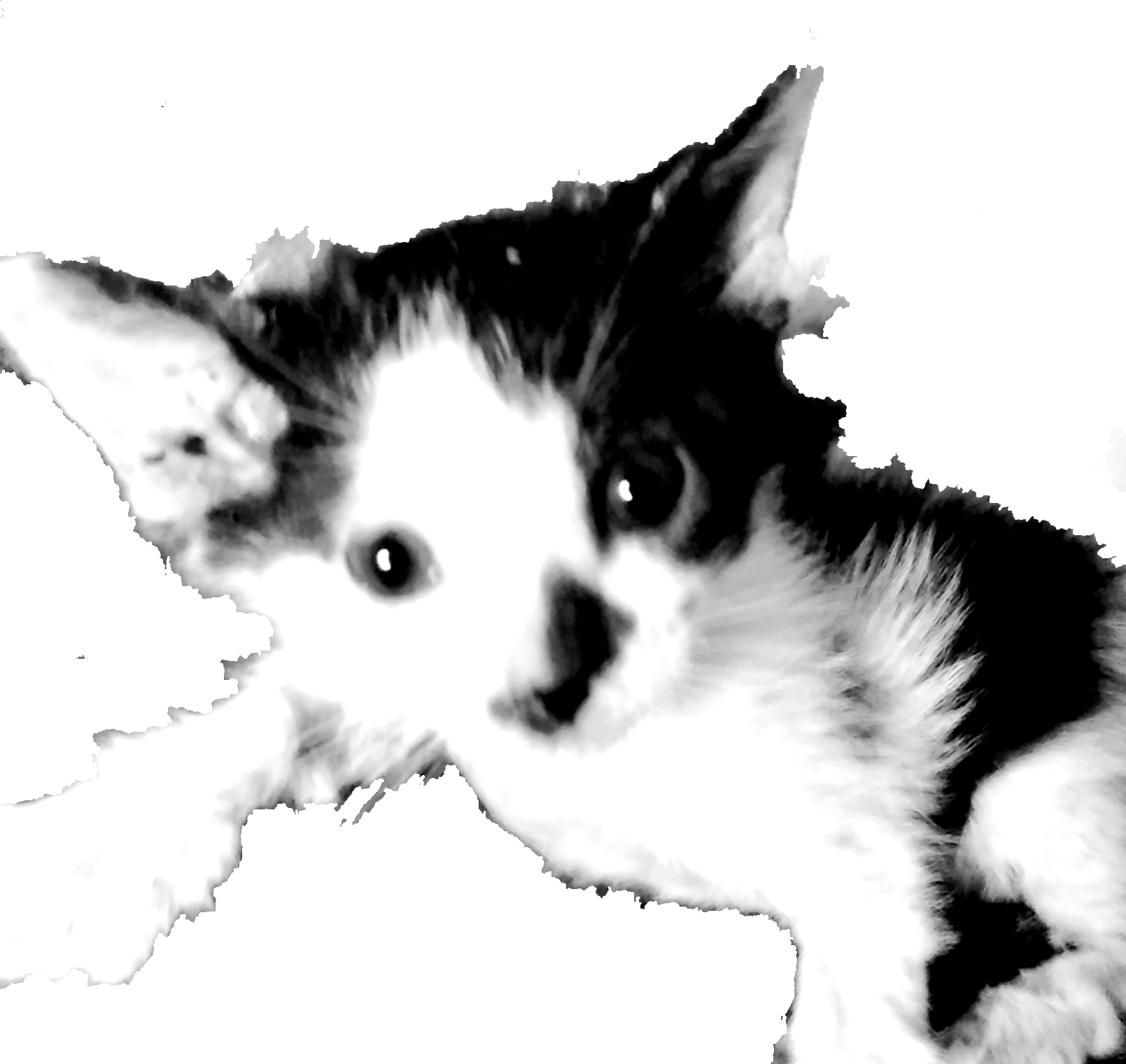 めいについて パープルリボンワールドブログ ぶち猫めいの日記 楽天ブログ めいについて パープルリボンワールドブログ ぶち猫めいの日記 楽天ブログ