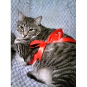 迷い猫こぉすけ