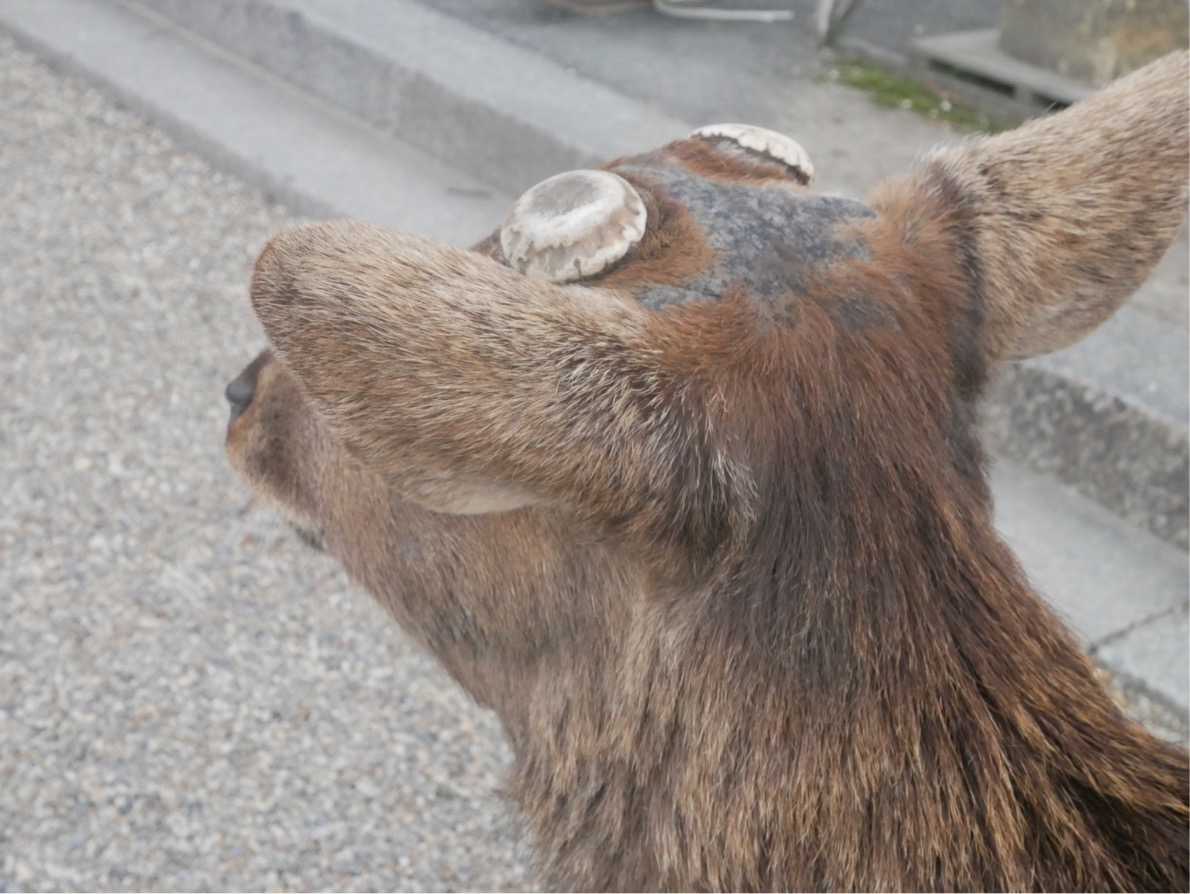 よっちゃんずチーム