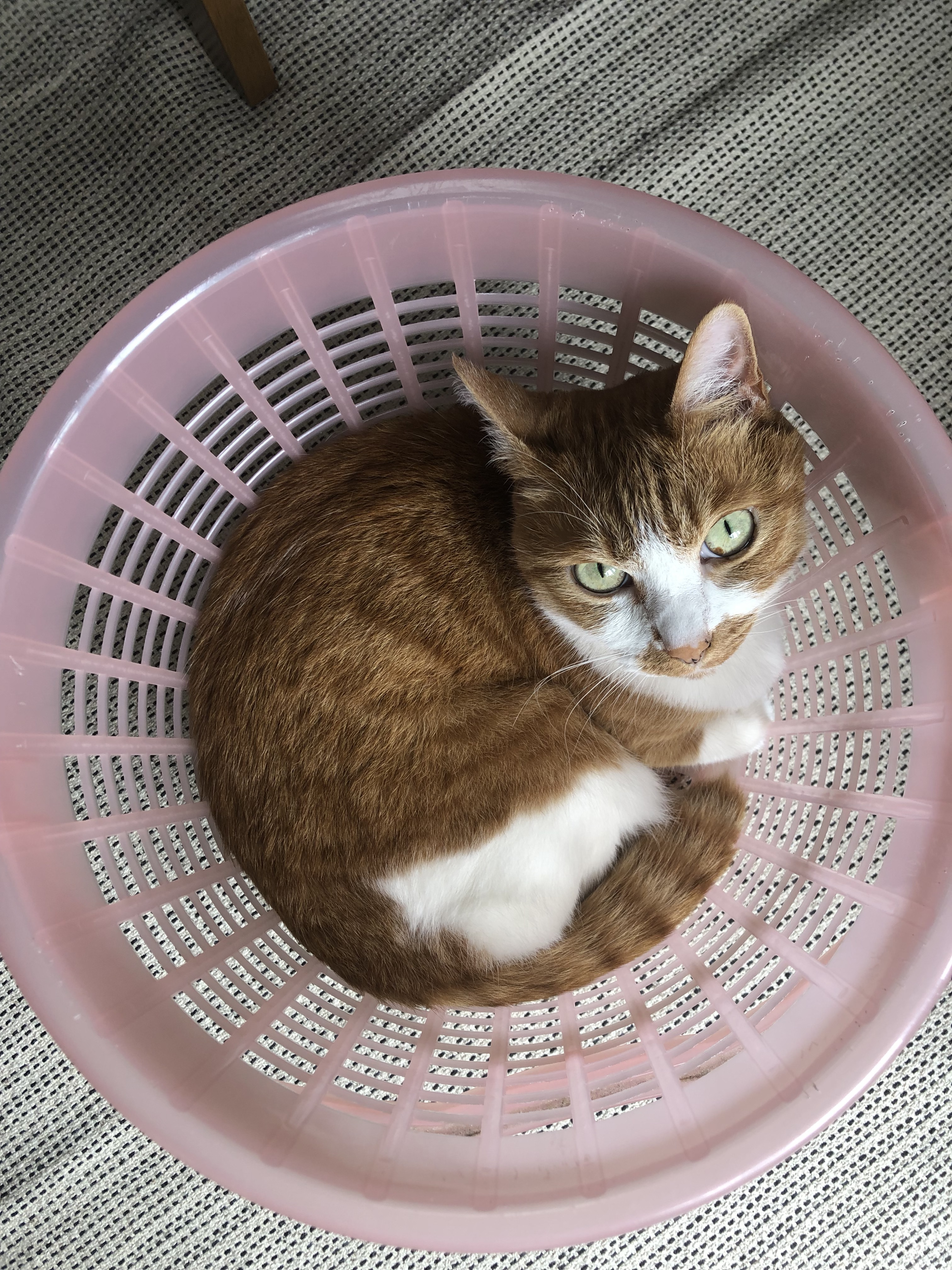 うやのねみ