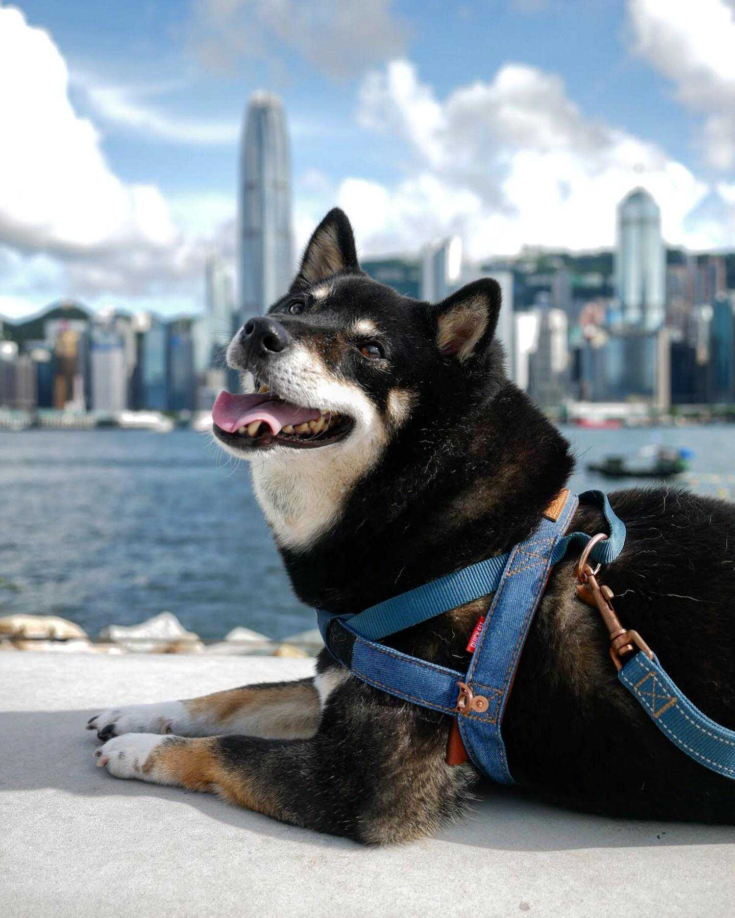 小型犬の幸福