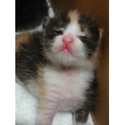 猫実２００