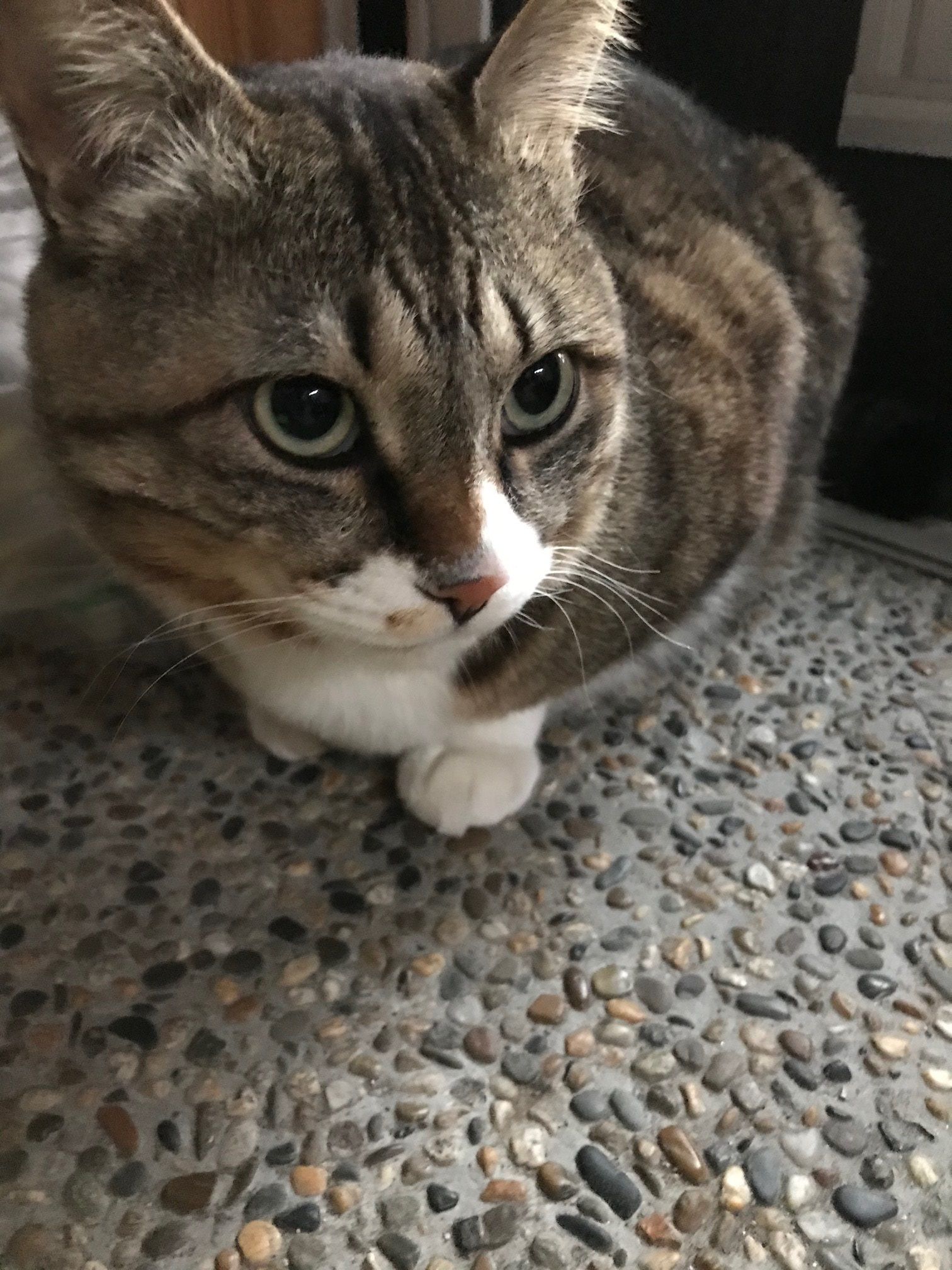 右後ろ足を骨折してしまった猫 日常生活 楽天ブログ