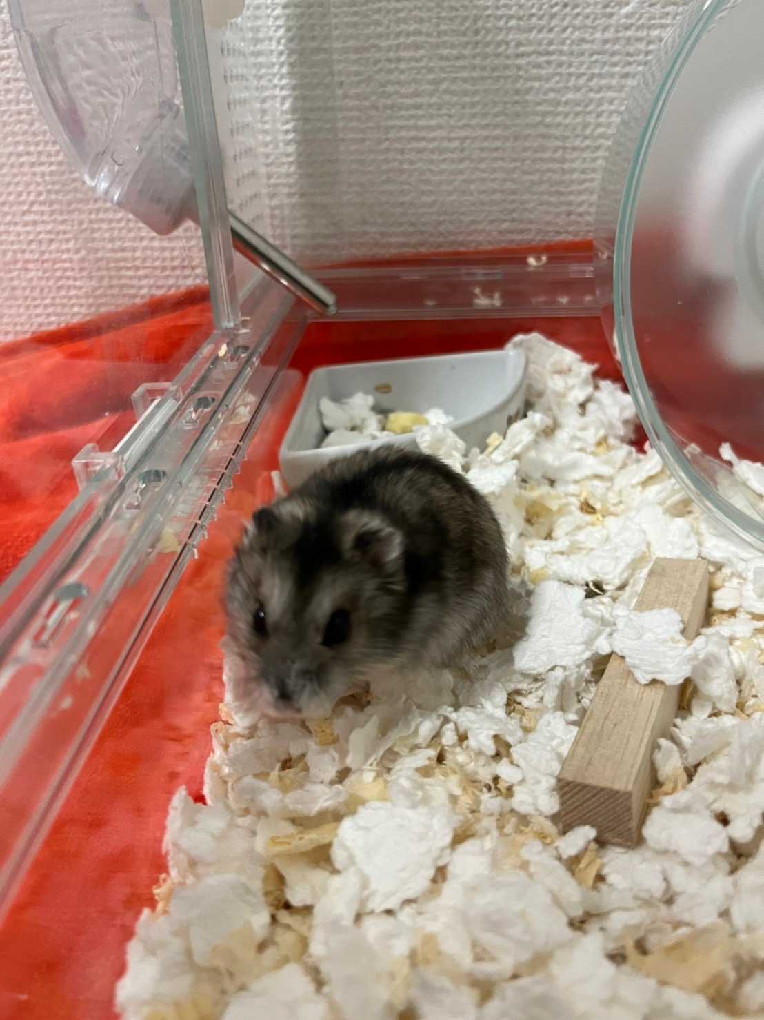 風雷41