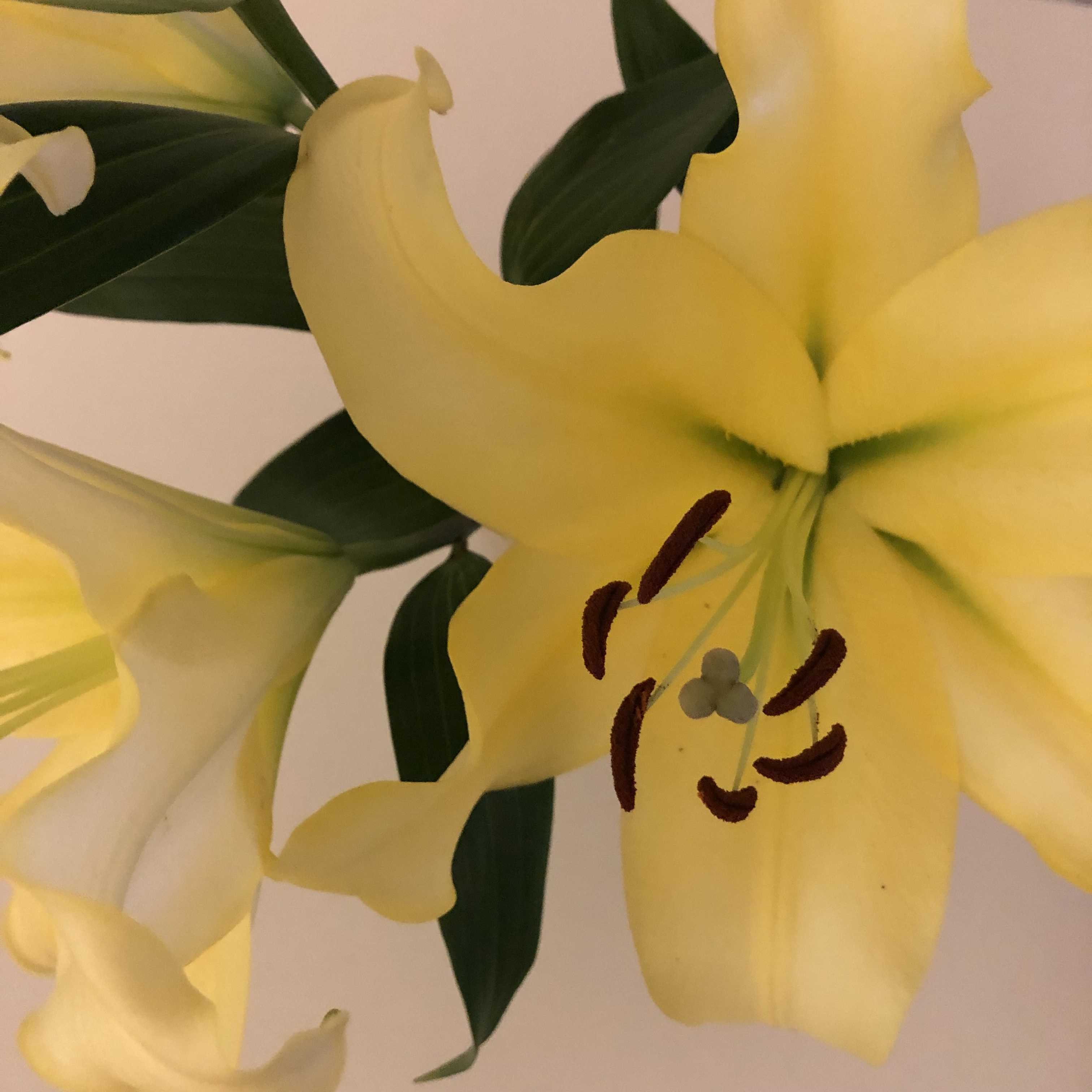 タロット.カナヒ