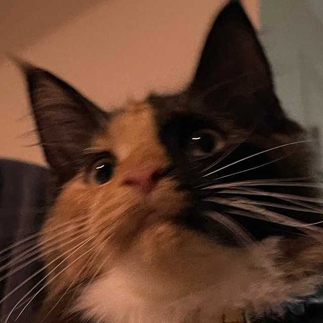 ぼんさいべん