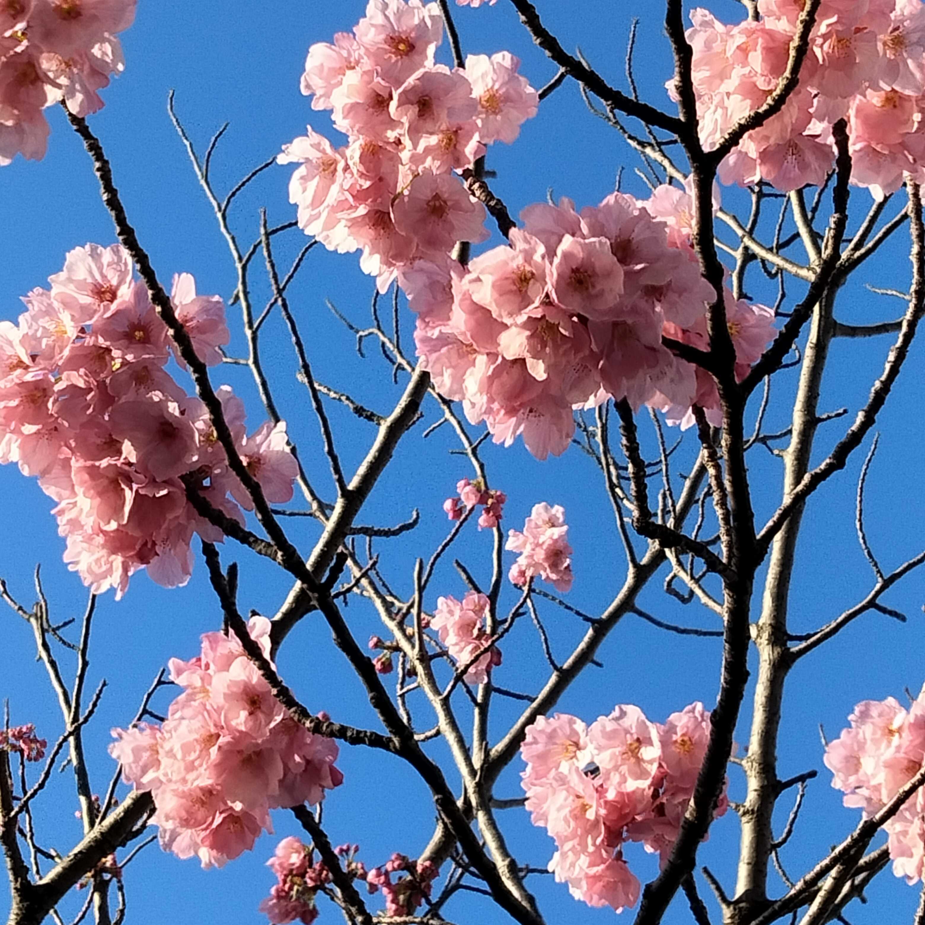 パンダと桜