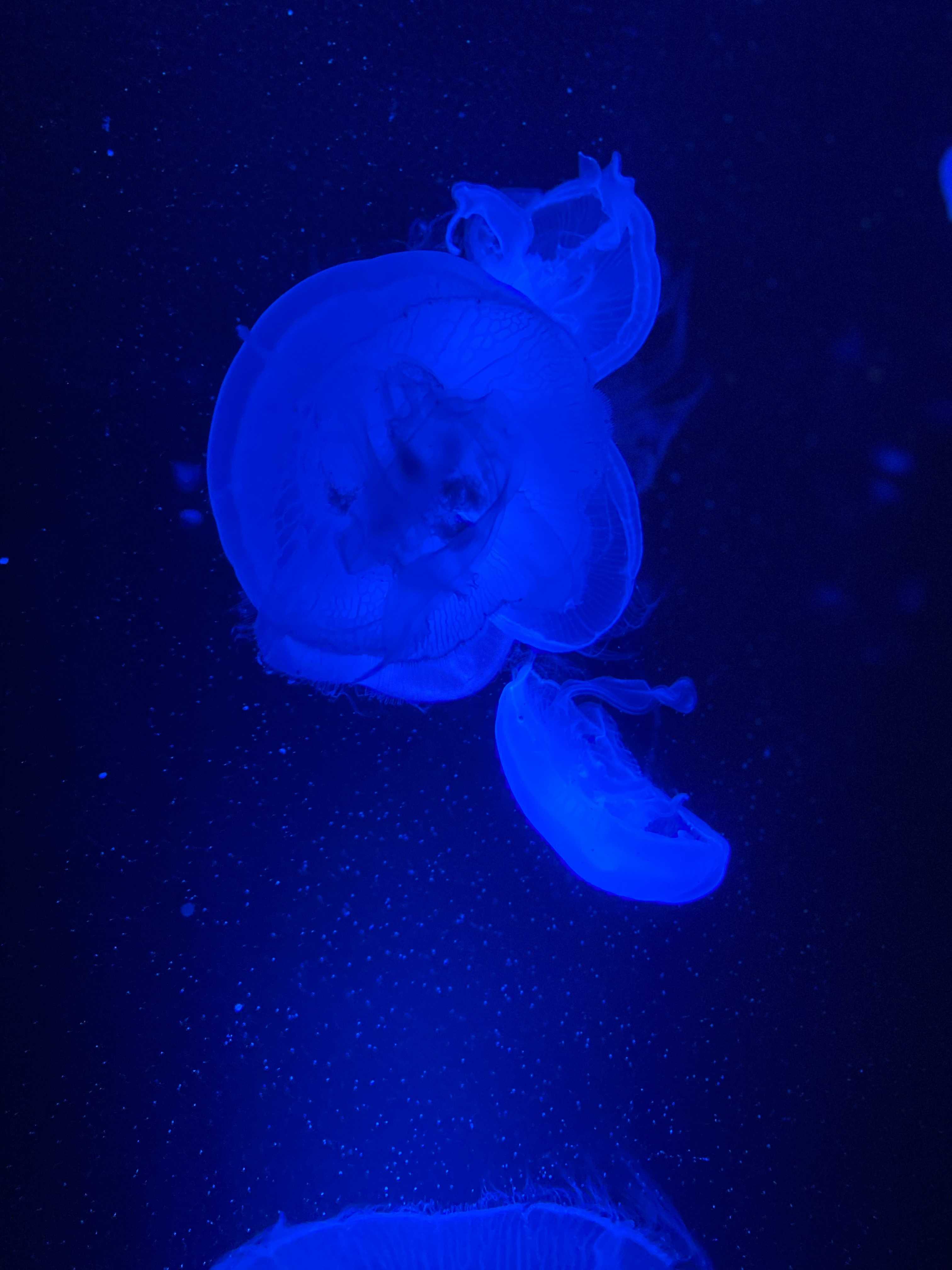 グリセリンぽん子