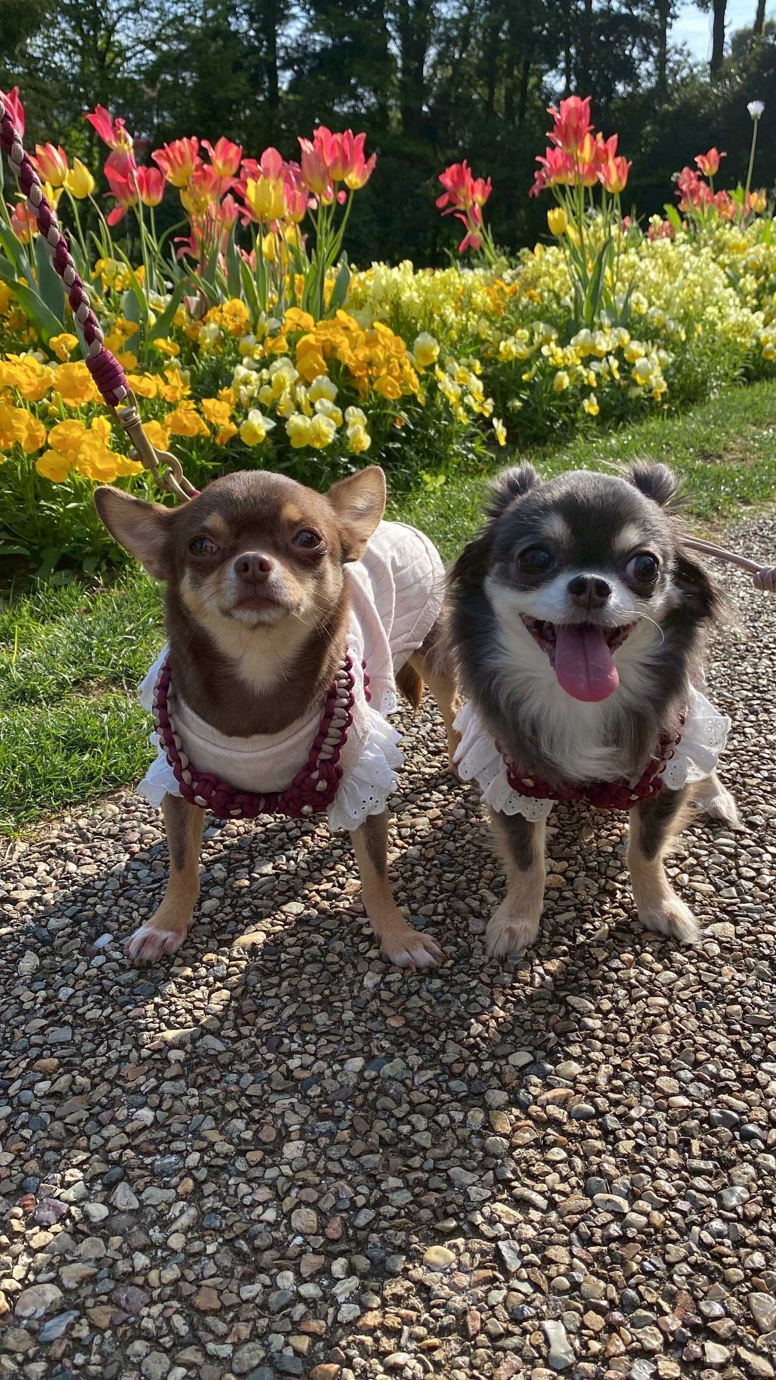 わんにゃん日なた暮らし