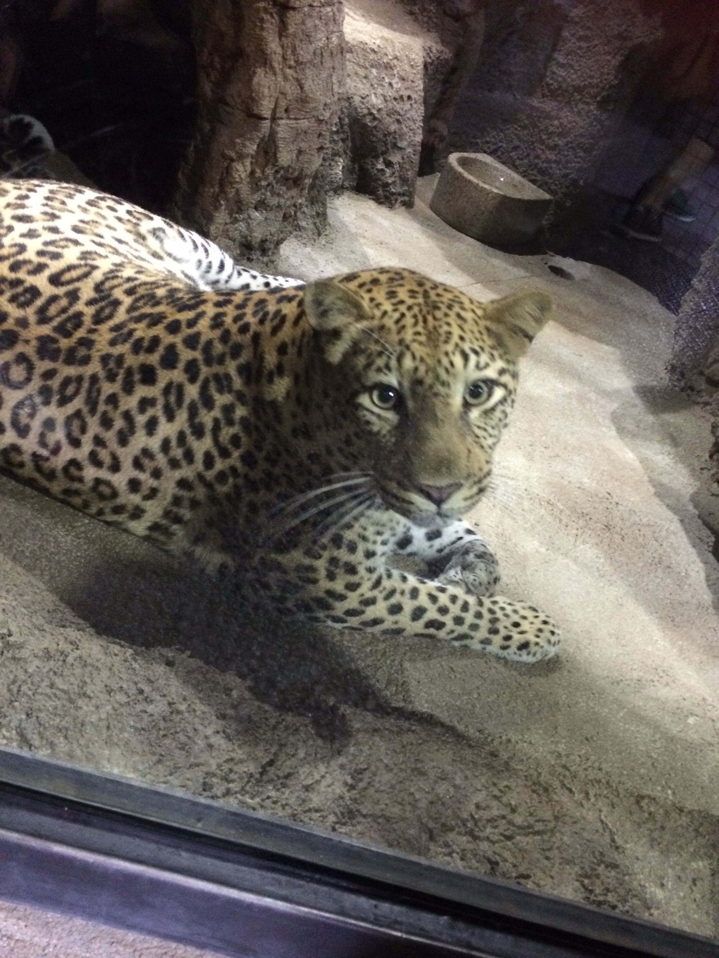 アルビオン取扱店で 気ままな主婦のただのブログ 楽天ブログ