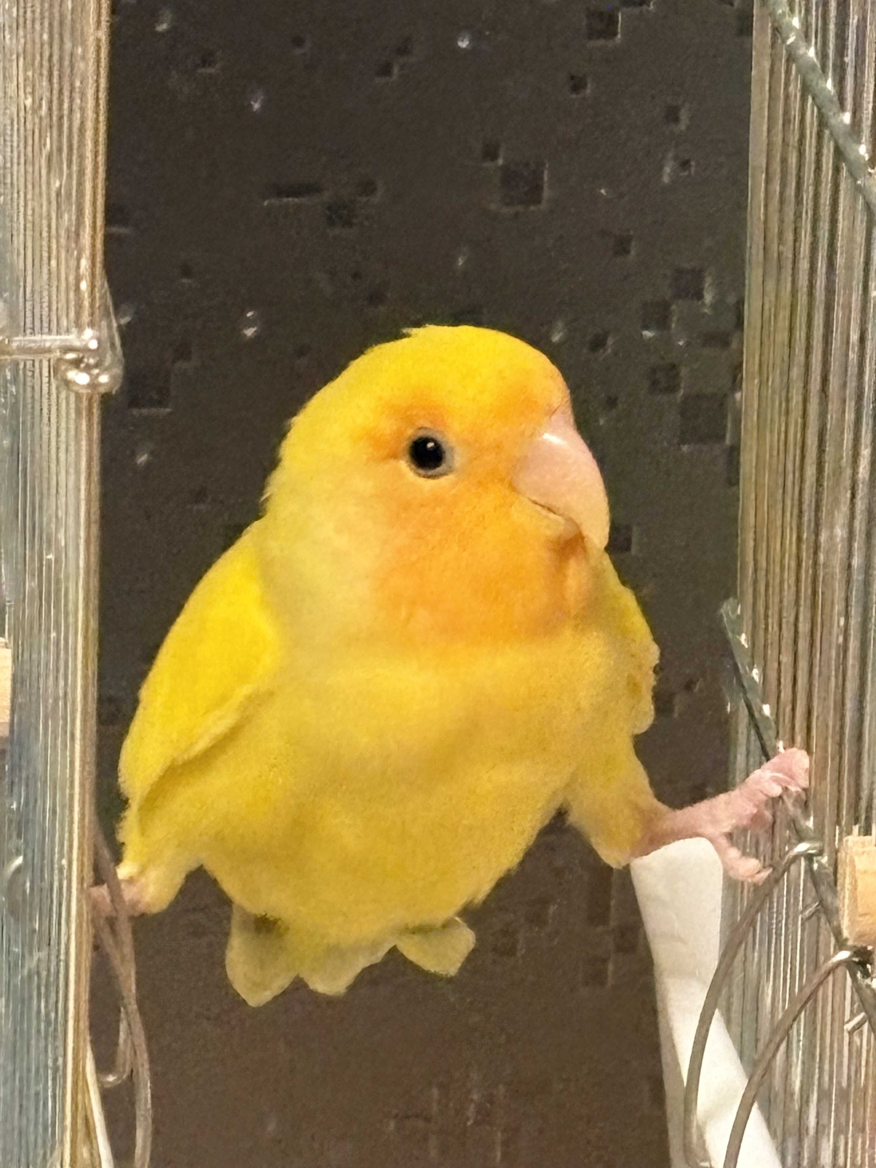 ぼーちゃんず！