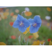 えぞえんごさく45