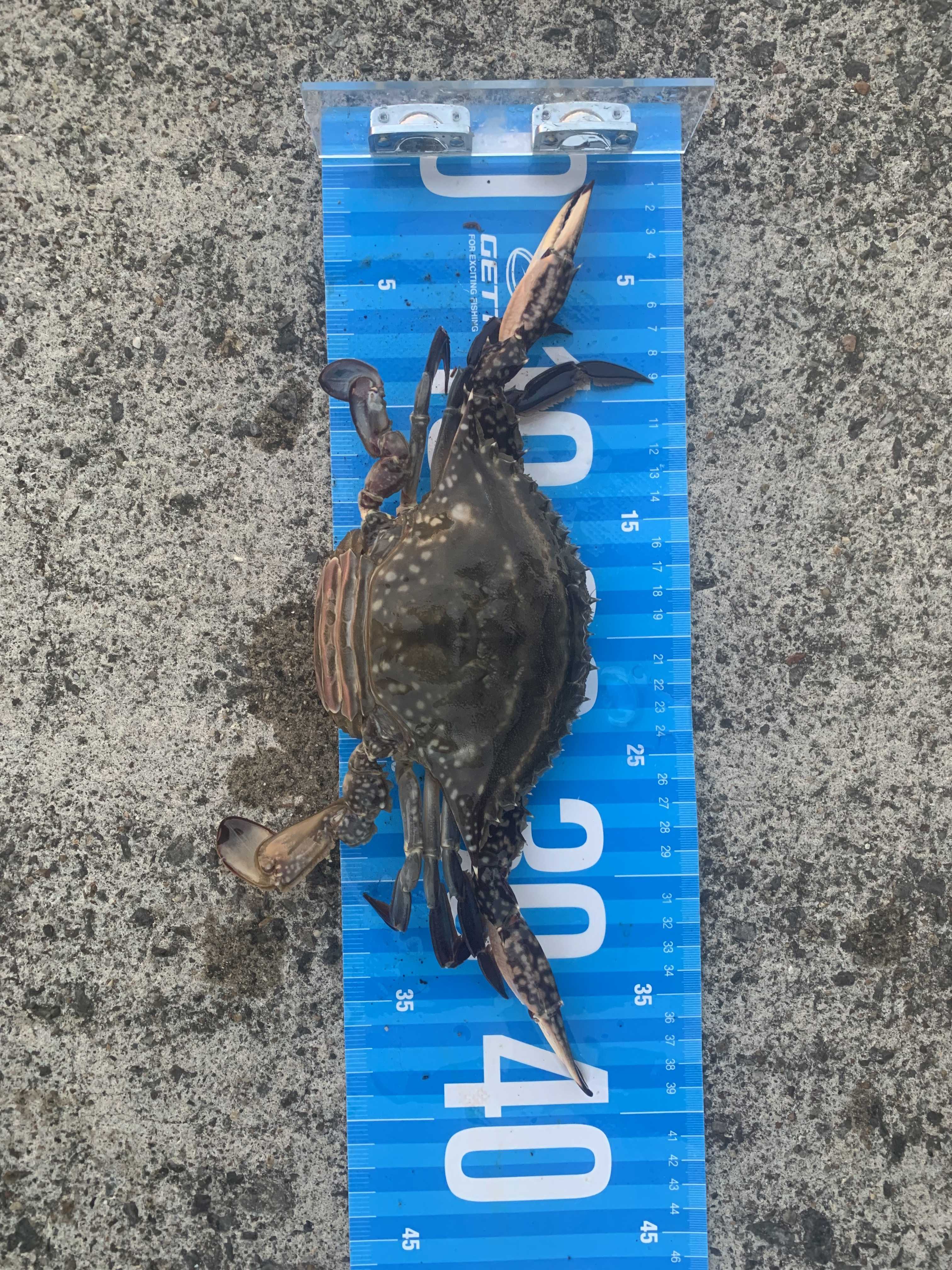 趣味に生きるもり王