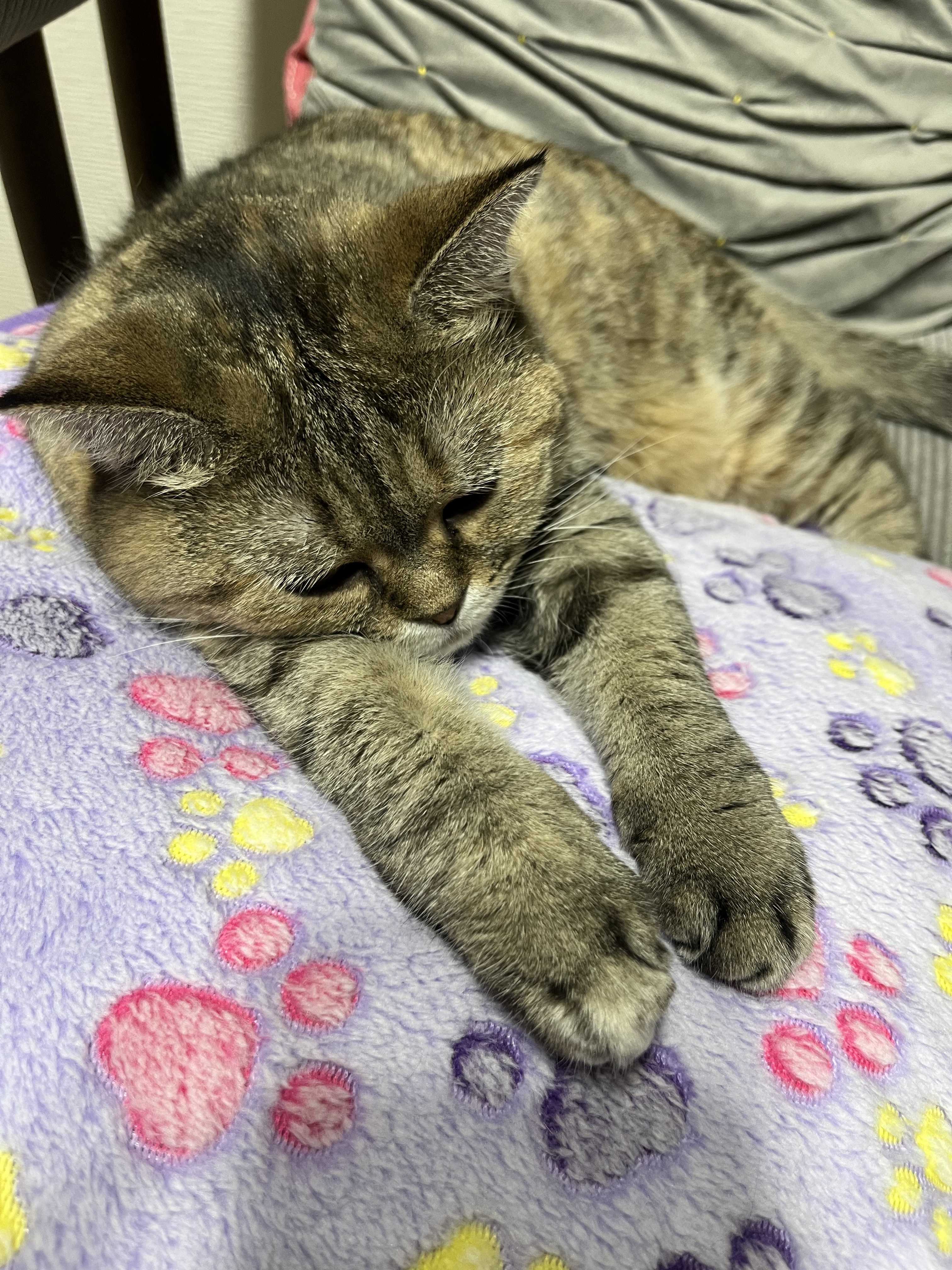 エンジェルこまち