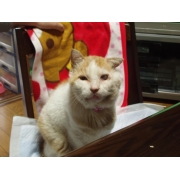 らくてんしょうちのすけ