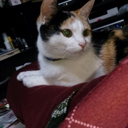 やぶれ傘