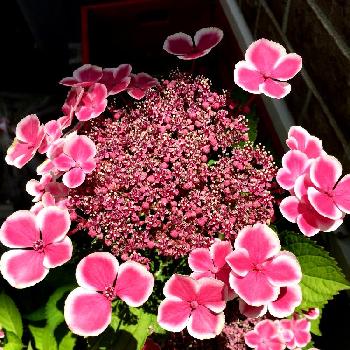 コロロを買ってみました 虎太郎とnaturalgarden 楽天ブログ