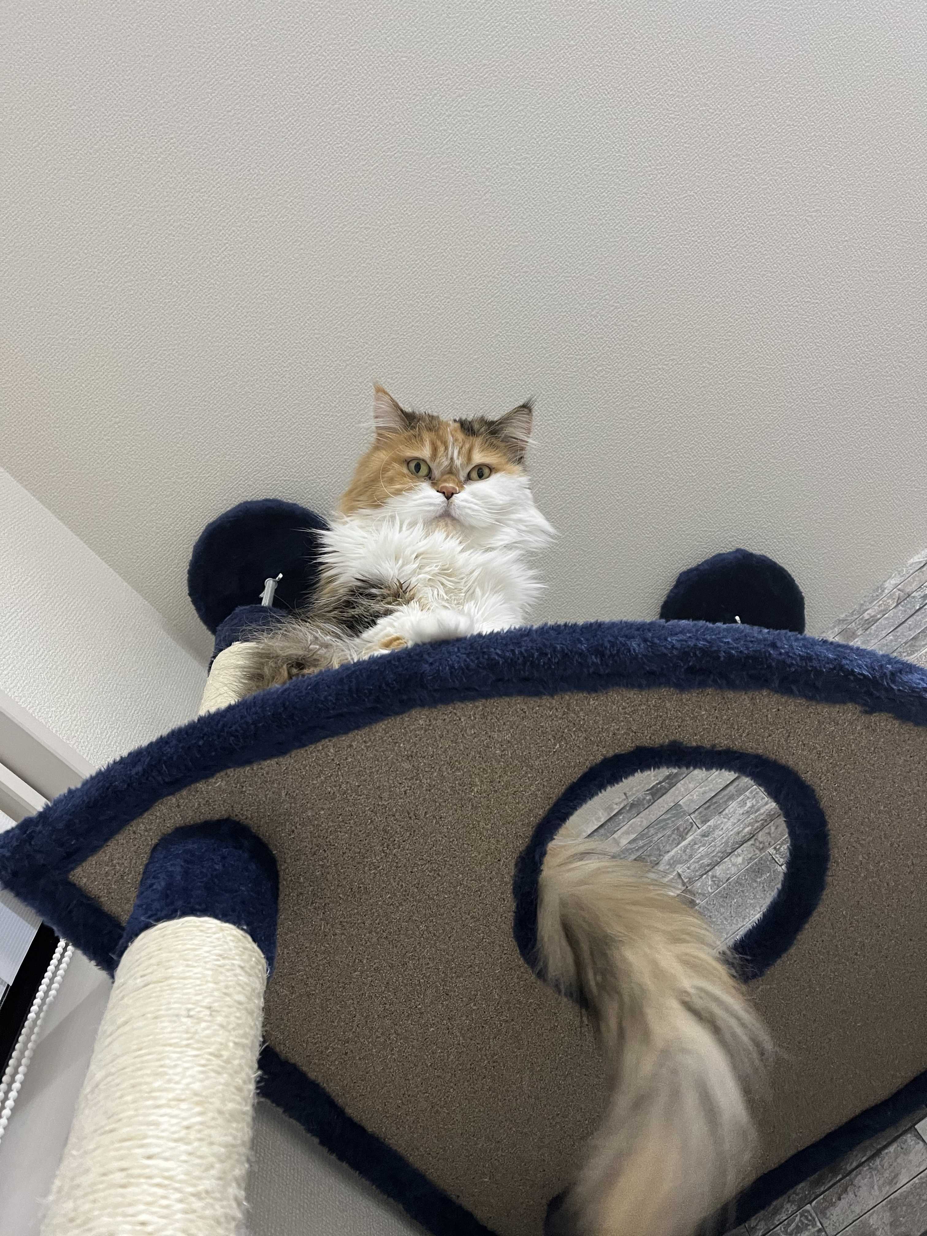 ペッツラブ
