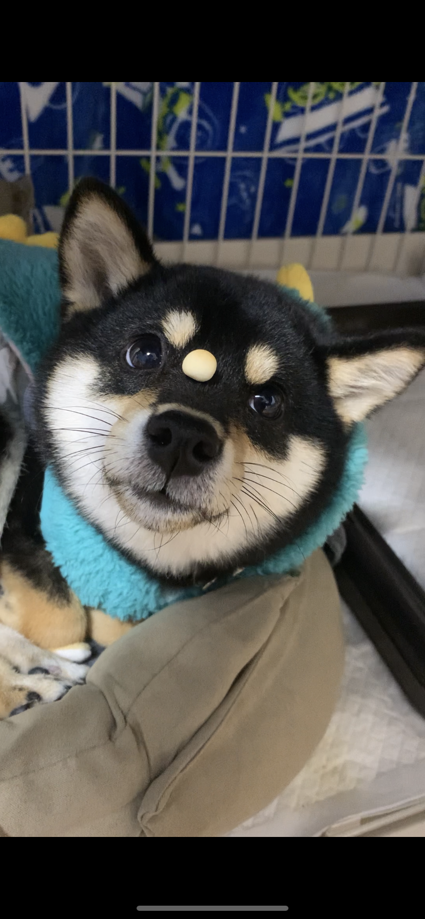 ゆ、ー、ー。ーや