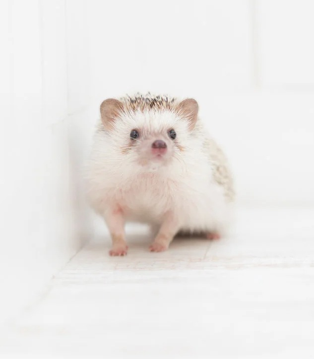 Mｒ.オブライエン