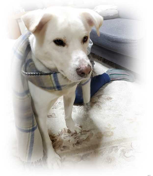 ある*がんこちゃん