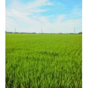 matsu_take