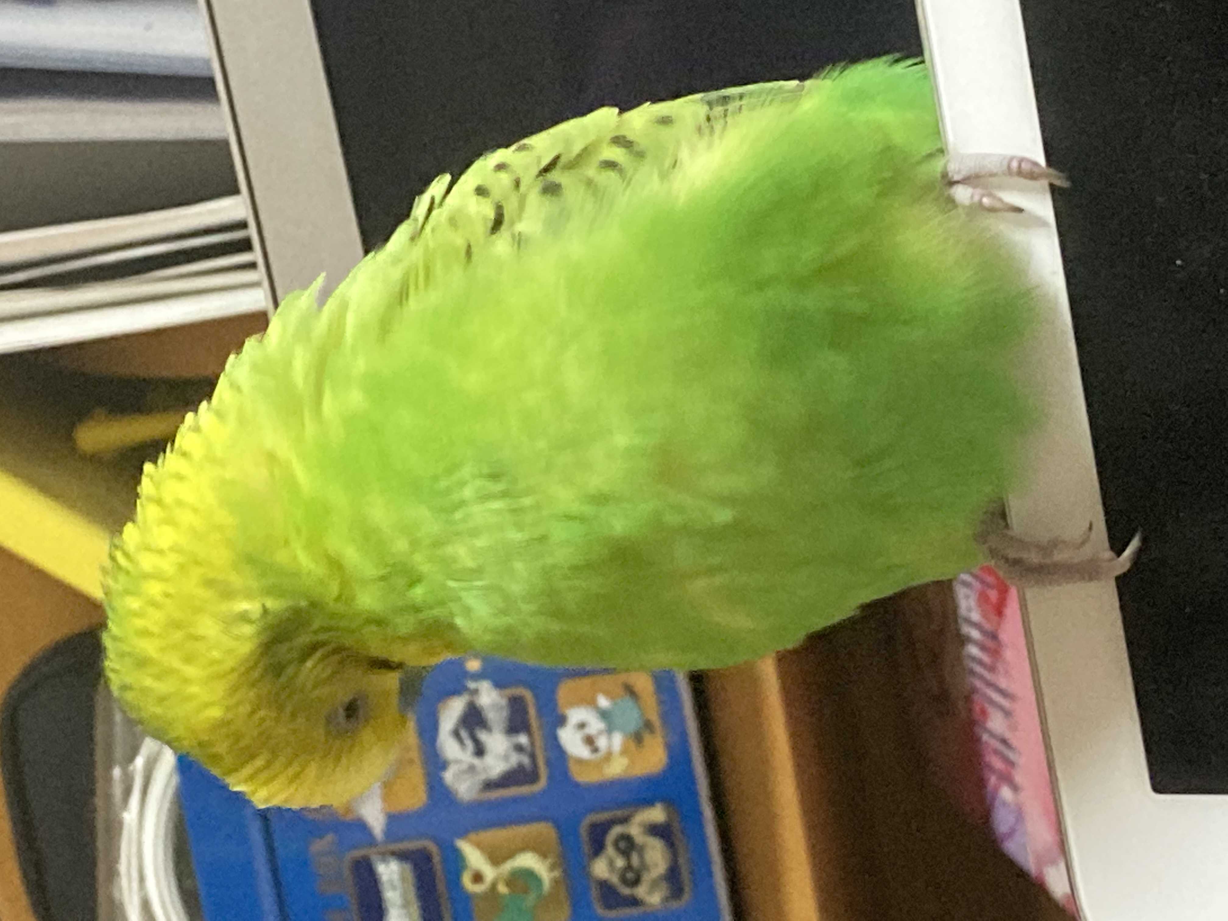 アムムムムちゃん