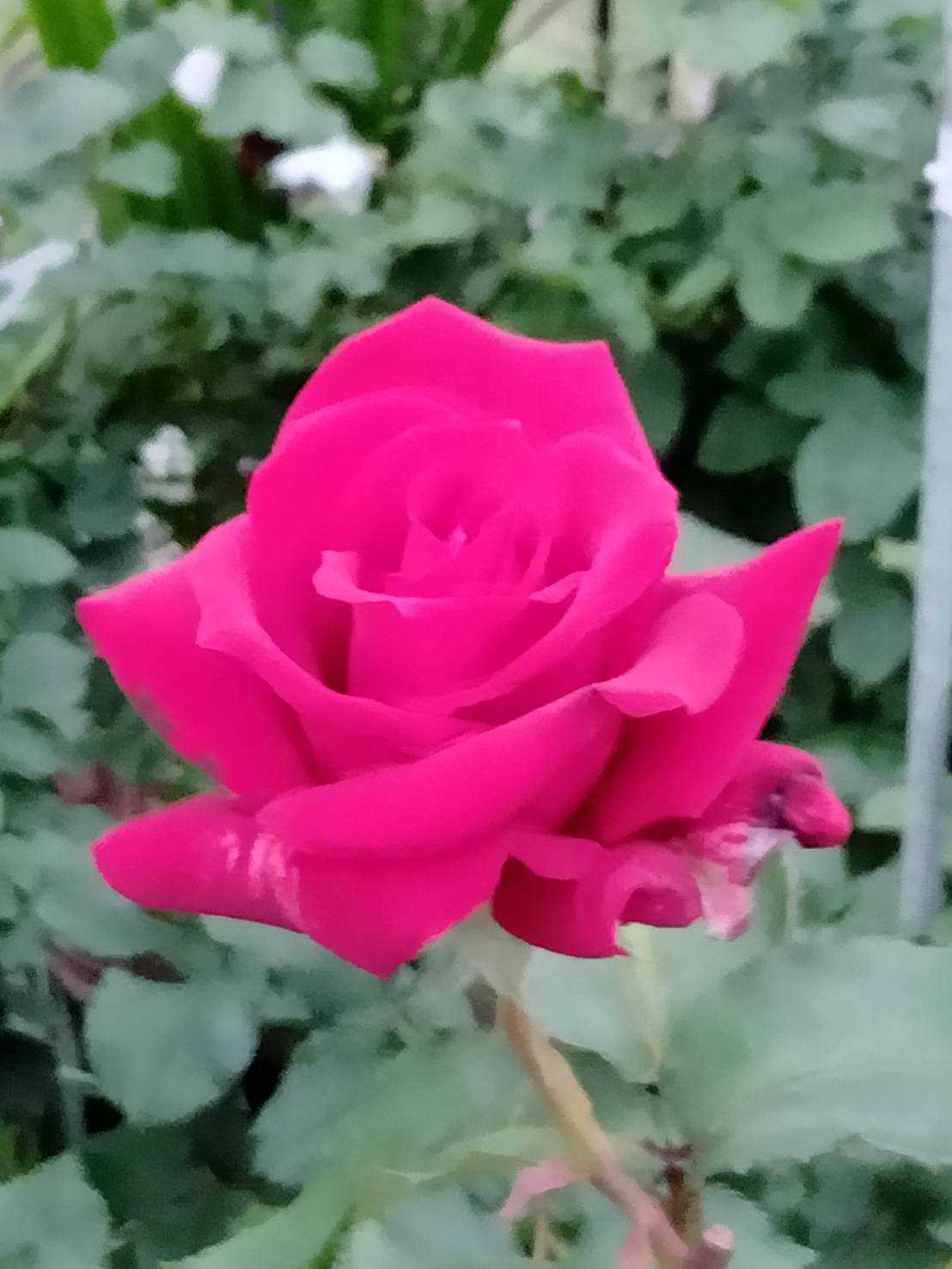 K2【SNS派・比較つまみ食い派】