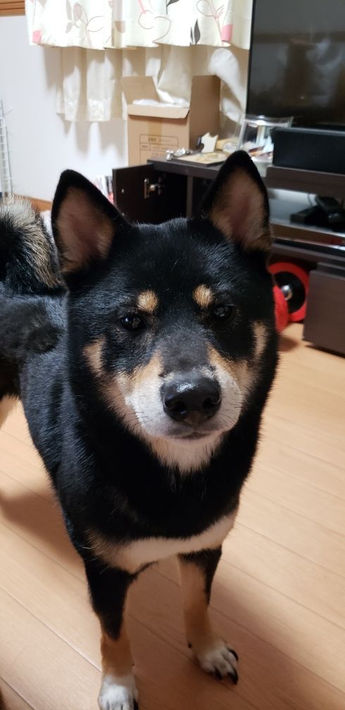 変な寝方やね 笑 さんくま日常 楽天ブログ