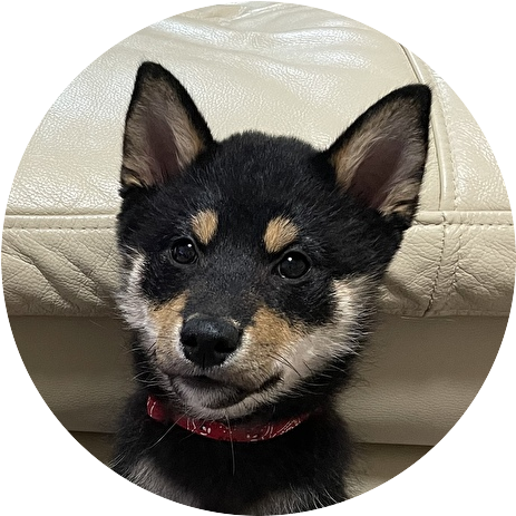 犬に優しいビバホーム 毎日ぷんたん 楽天ブログ