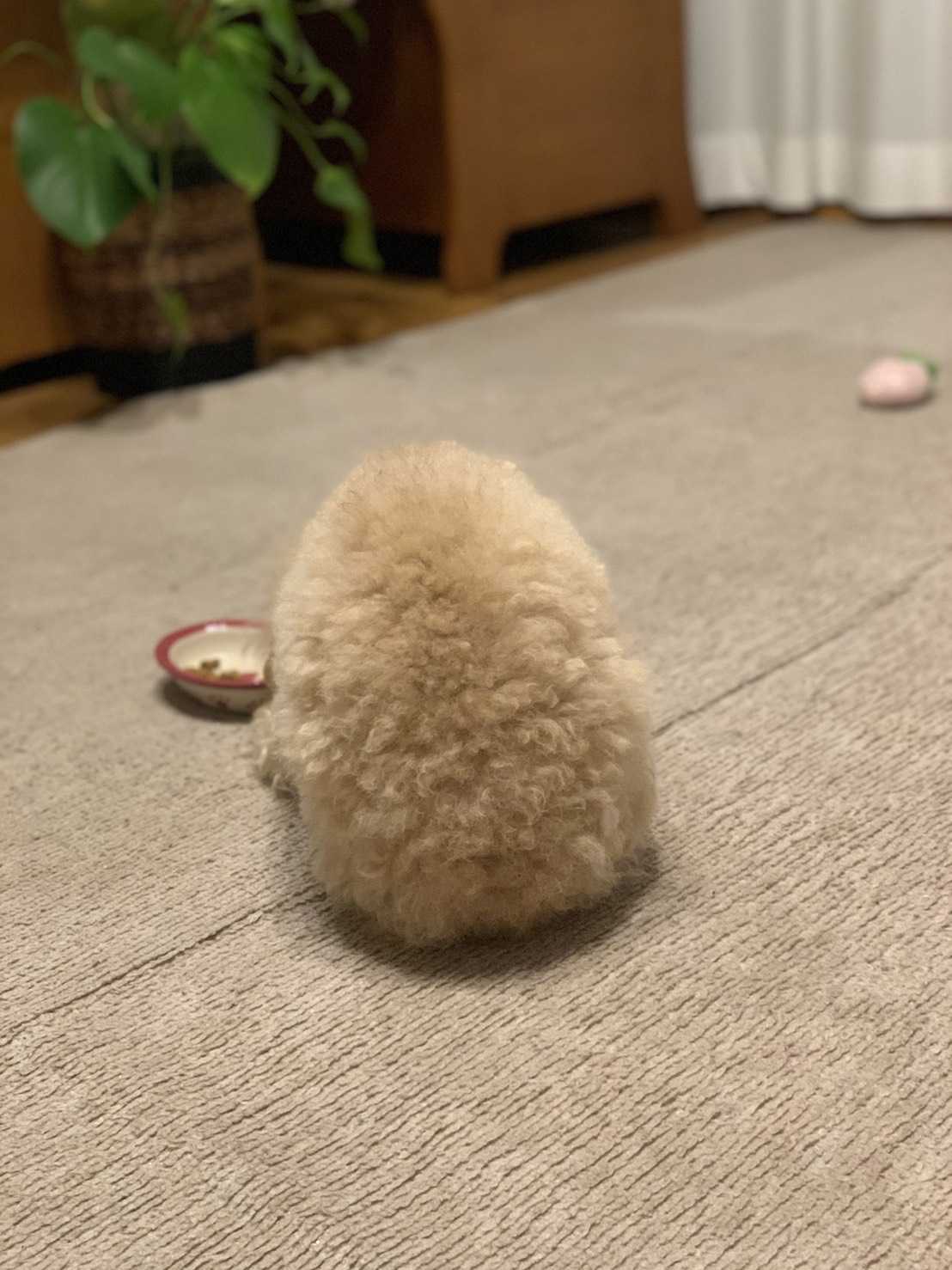 ちゃいさん。