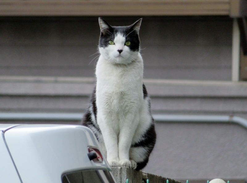 豊富な品 No.181 ハート持ち猫 ブルー ライトグリーン チーズソファー 木彫り猫