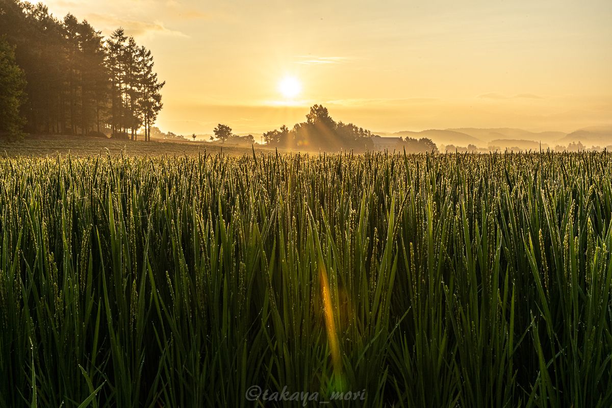キレイな写真を撮りたいもりそん