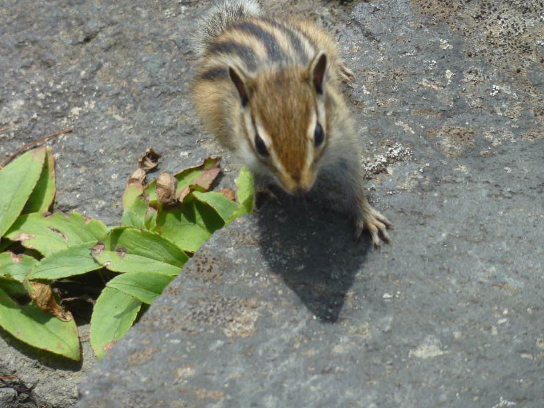 ウラヤマシイタケ